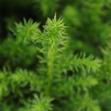 IGLAVEC CRYPTOMERIA VILMORINIANA L3 L