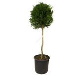 IGLAVEC CUPRESSOCYPARIS LEYLANDII NA STEBLU