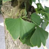 IGLAVEC GINKGO BILOBA L3 L