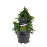 IGLAVEC JAPONSKA KRIPTOMERIJA MONSTROSA NANA L19