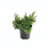 PACIPRESA JAPONSKA PIRAMIDNA L19