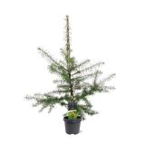 IGLAVEC JAPONSKI MACESEN L23