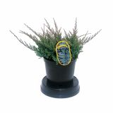 IGLAVEC JUNIPERUS HORIZONTALIS BLUE CHIP 2L 20-25