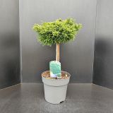 IGLAVEC KRIPTOMERIJA NANA NA DEBLU L26 CM