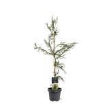 IGLAVEC KRIPTOMERIJA RASEN L23