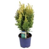 IGLAVEC LAVSONOVA PACIPRESA