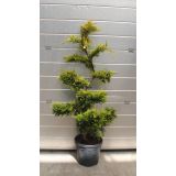 IGLAVEC LEYLANDOVA CIPRESA GOLD RIDER L18 V30