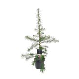 IGLAVEC MACESEN (LARIX DECIDUA) L23 CM