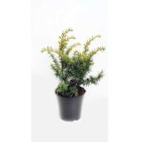 IGLAVEC NAVADNA RUMENA TISA