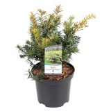 IGLAVEC NAVADNA RUMENA TISA