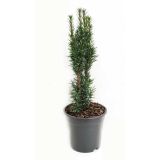 IGLAVEC NAVADNA STEBRASTA TISA