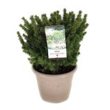 IGLAVEC OKROGLASTA SMREKA