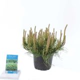 BOR OKROGLASTO RUŠEVJE