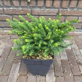 IGLAVEC OMORIKA KAREL L17