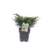 IGLAVEC OMORIKA KAREL L19