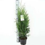 IGLAVEC ORJAŠKI KLEK GELDERLAND