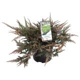 IGLAVEC PLAZEČI BRIN