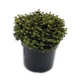 IGLAVEC PRITLIKAVA SMREKA