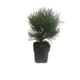 IGLAVEC PRITLIKAVI ČRNI BOR