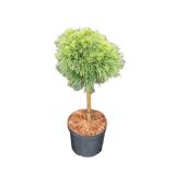 IGLAVEC RUŠEVJE NA STEBLU