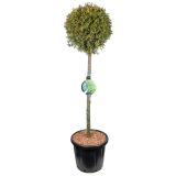 IGLAVEC SMARAGDNI KLEK