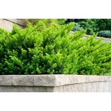 IGLAVEC TISA HILLII L15 V30