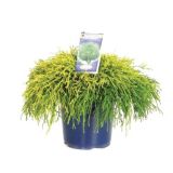 IGLAVEC ZLATORUMENI GRAHASTA PACIPRESA