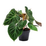 FILODENDRON INCENSI L12