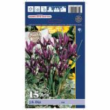 POMLADI CVETOČA ČEBULICA HOLLAND BULB MARKET IRIS J.S. DIJT 5/6 15KOS