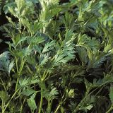 PETERŠILJ VOLMARY ITALIJANSKI GIGANTE DI NAPOLI L12