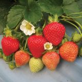 JAGODA VOLMARY BELMONA SUMMER ZA MARMELADE L13