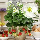 JAGODA VOLMARY MONTANA L13