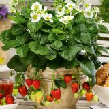 JAGODA VOLMARY MONTANA L13