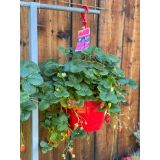 JAGODA VOLMARY OBEŠANKA 27 CM ELAN F1