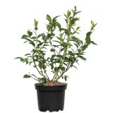 AMERIŠKA BOROVNICA PATRIOT L15