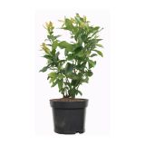 JAGODIČEVJE BIO AMERIŠKA BOROVNICA BLUE CROP