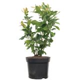 JAGODIČEVJE BIO AMERIŠKA BOROVNICA PATRIOT