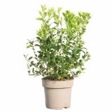 JAGODIČEVJE BRUSNICA RED PEARL