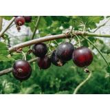 JAGODIČEVJE JOSTA L2 L