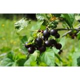 JAGODIČEVJE JOSTA L2 L