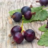 JAGODIČEVJE JOSTA L2 L