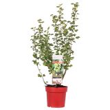 JAGODIČEVJE KOSMULJA