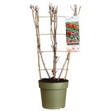 JAGODIČEVJE KOSMULJA