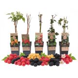 JAGODIČEVJE MIX (MALINE IN ROBIDE) L2 L