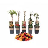 JAGODIČEVJE MIX (MALINE IN ROBIDE) L2 L