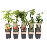 JAGODIČEVJE MIX (MALINE IN ROBIDE) L2 L