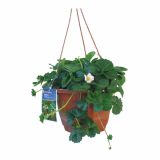 JAGODA OBEŠANKA VELIKA MIX L27