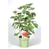 JAGODIČEVJE RDEČI RIBEZ