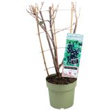 JAGODIČEVJE ČRNI RIBEZ