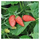 JAGODA VOLMARY FRAGARIA VESCA TUBBY' RED GOZDNA L12